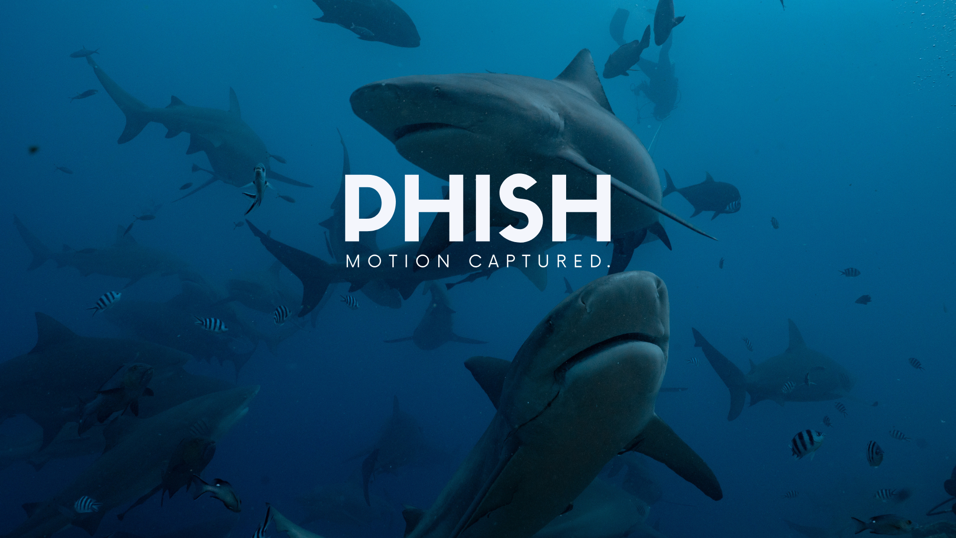 Bull sharks in open water