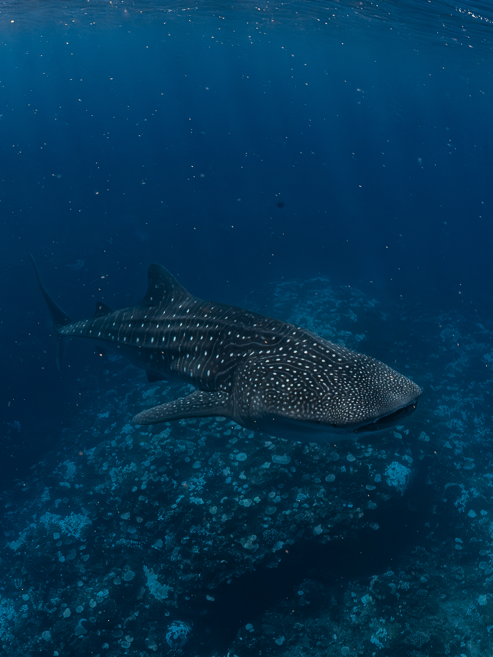 Whale shark in deep blue water
