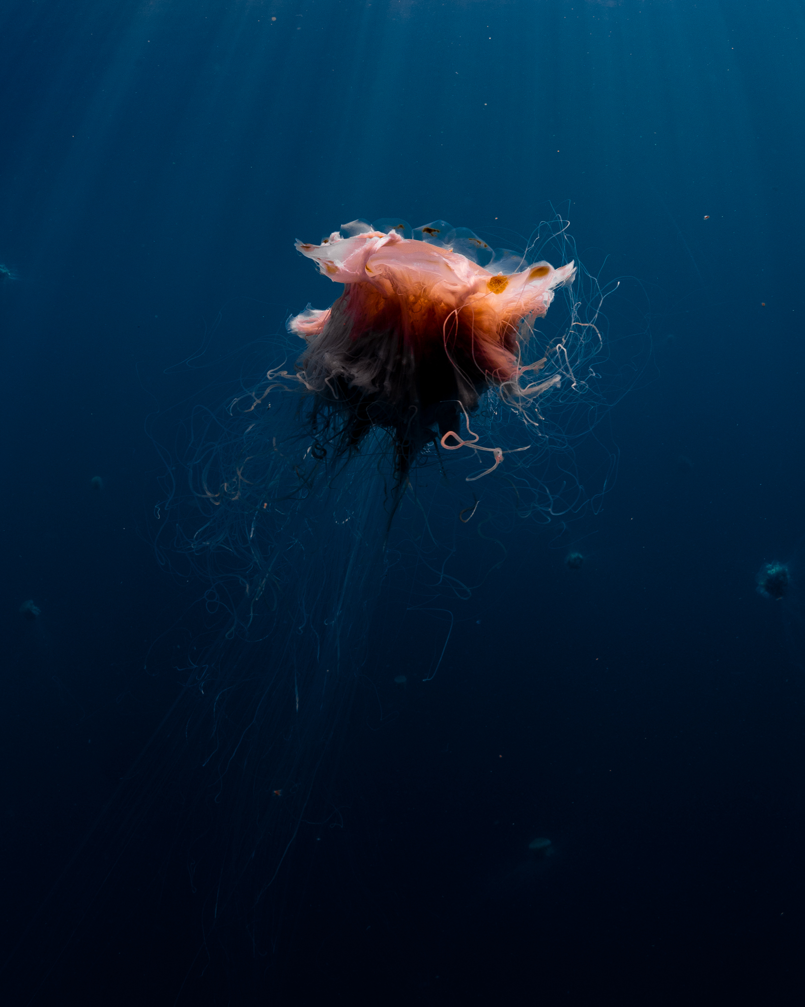 Jellyfish floating in open sea