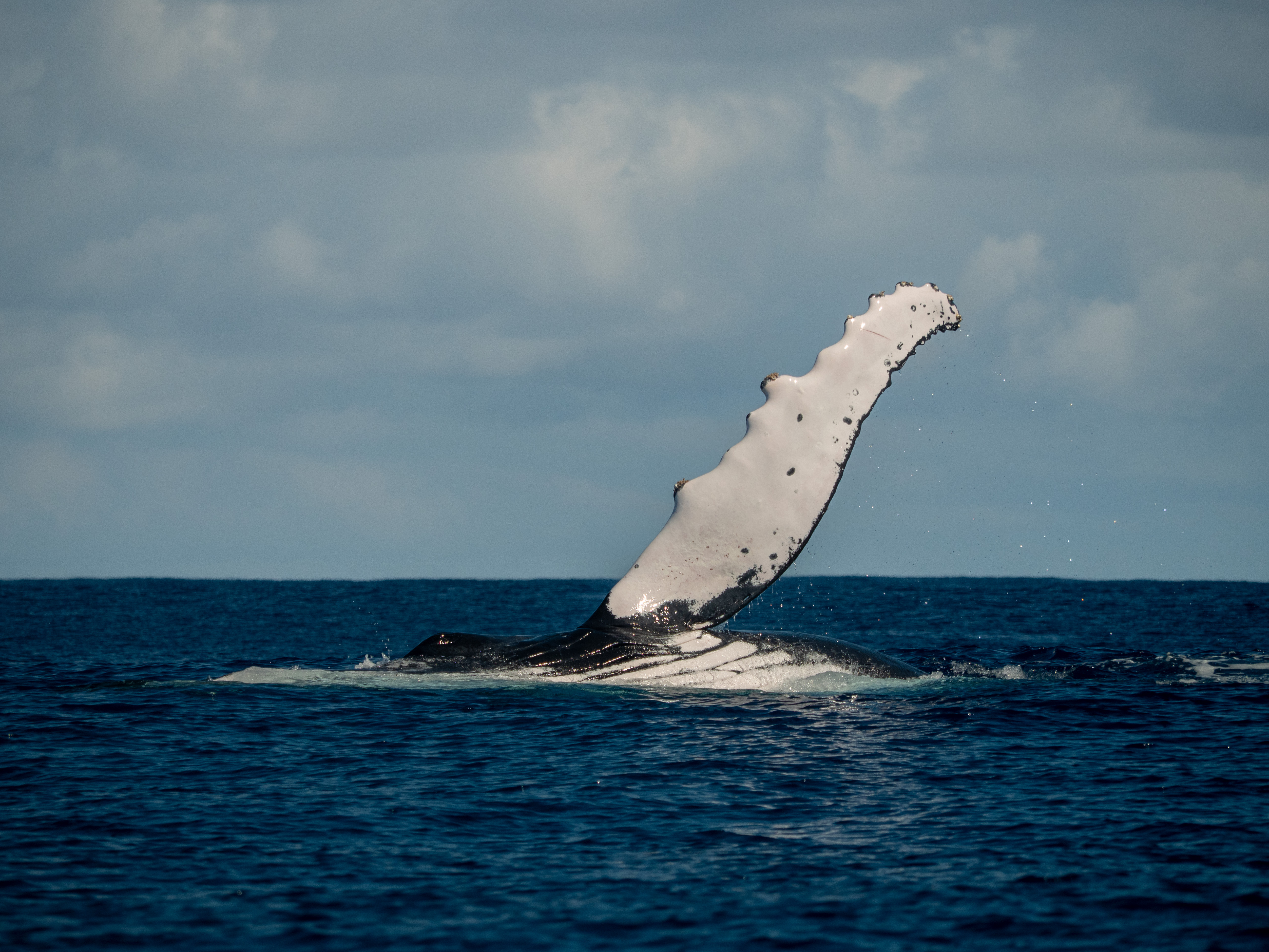 Field hero background