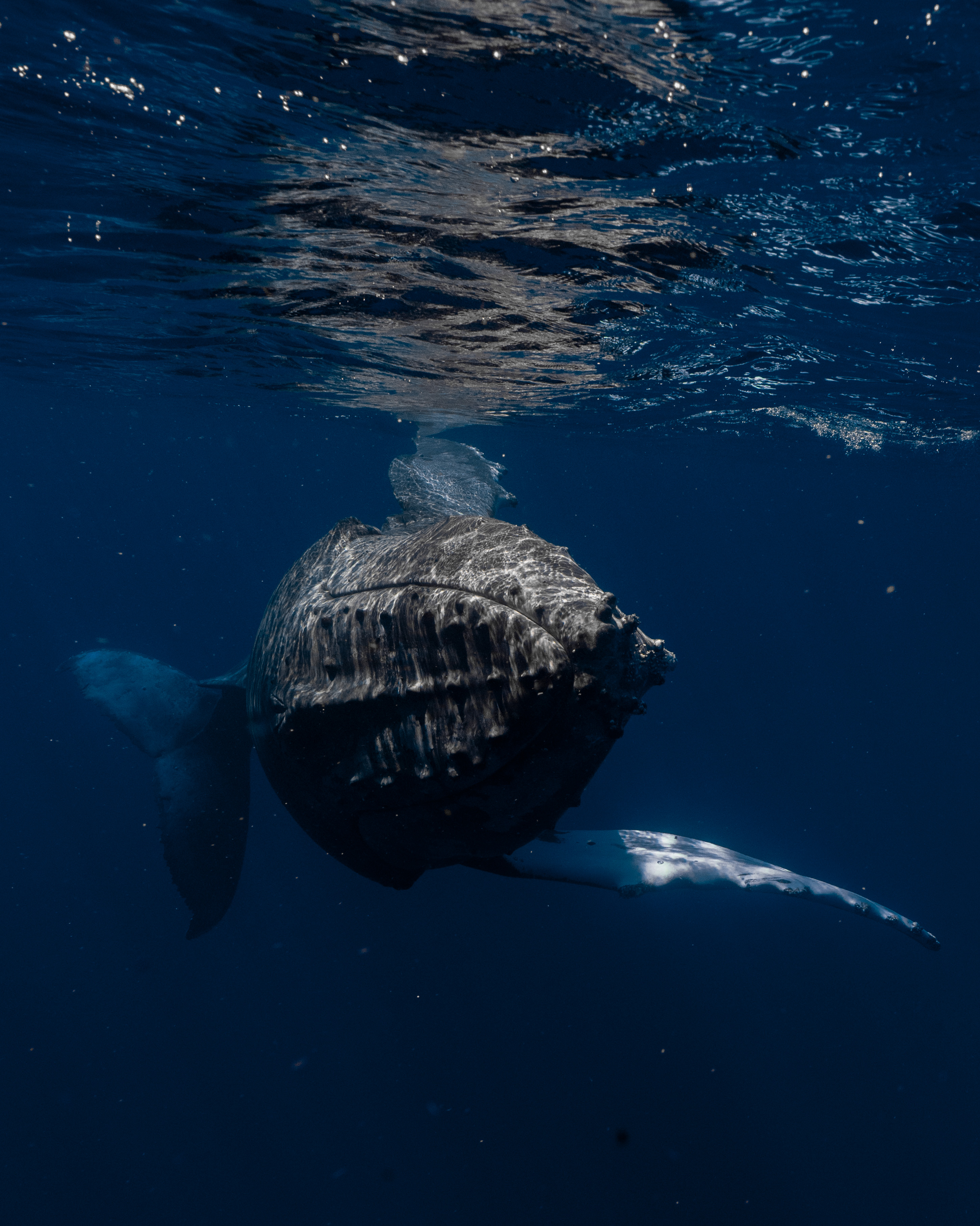 Tonga Expedition background