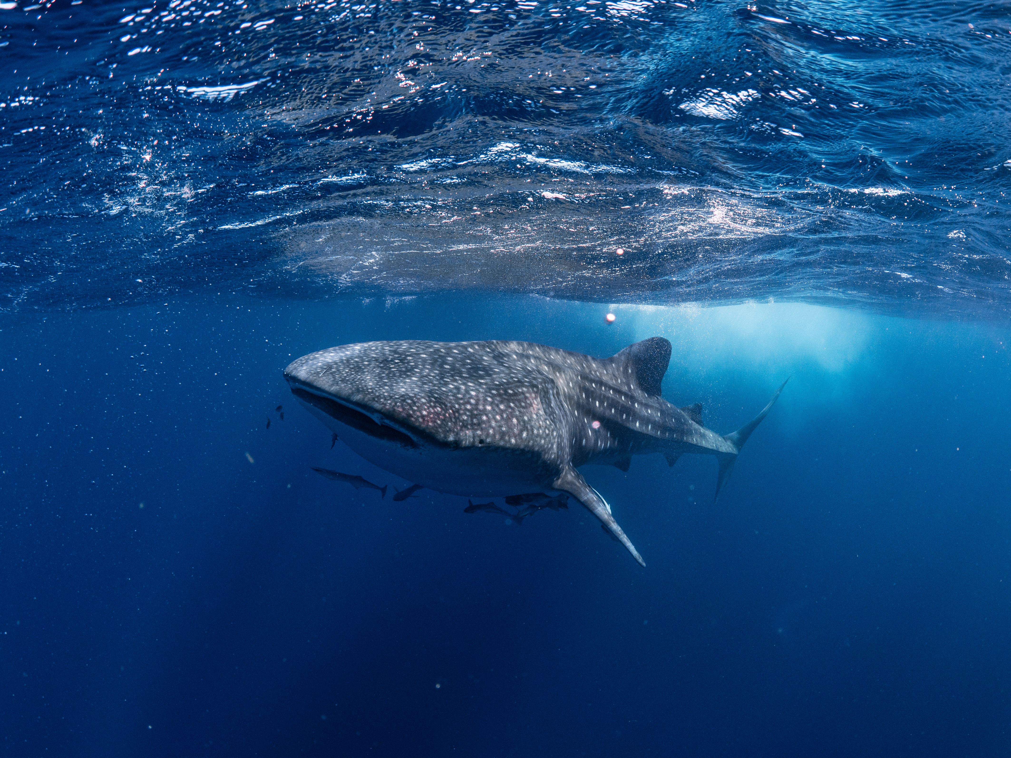 Gratitude section background