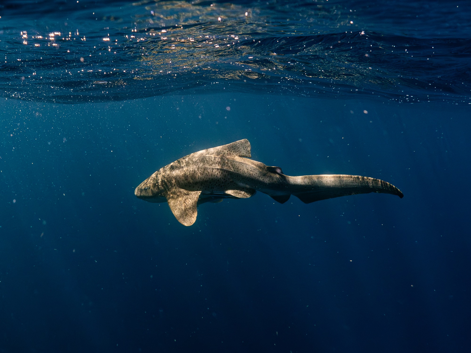 Leopardshark ningaloo