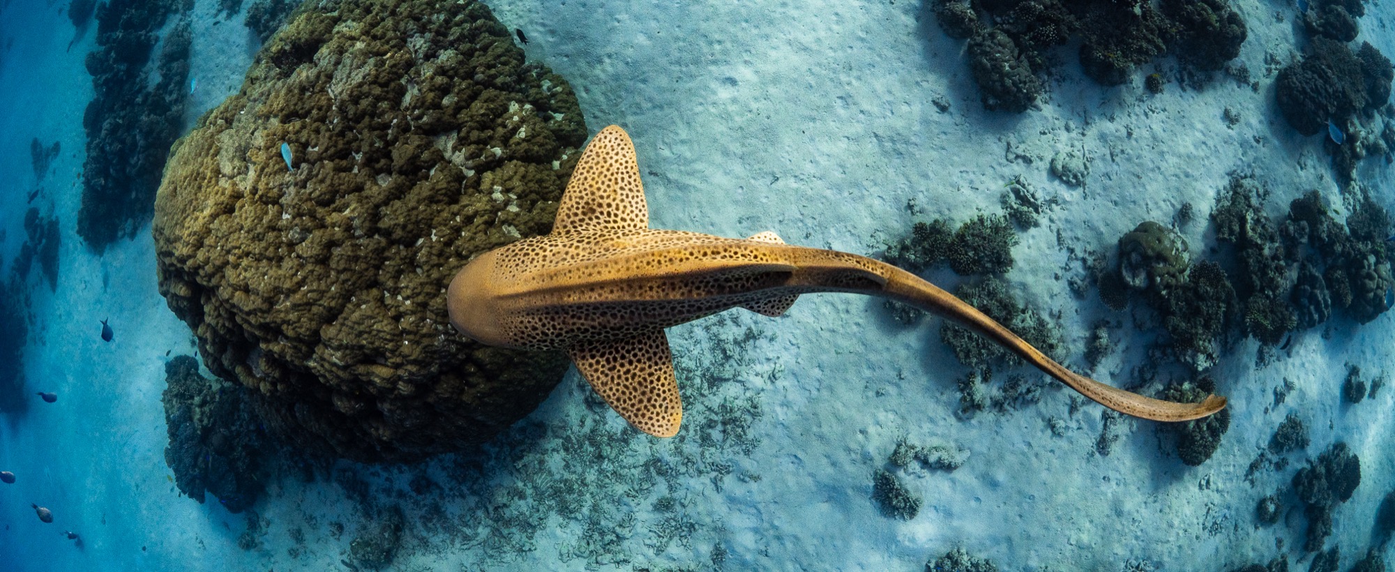Leopardshark ningaloo