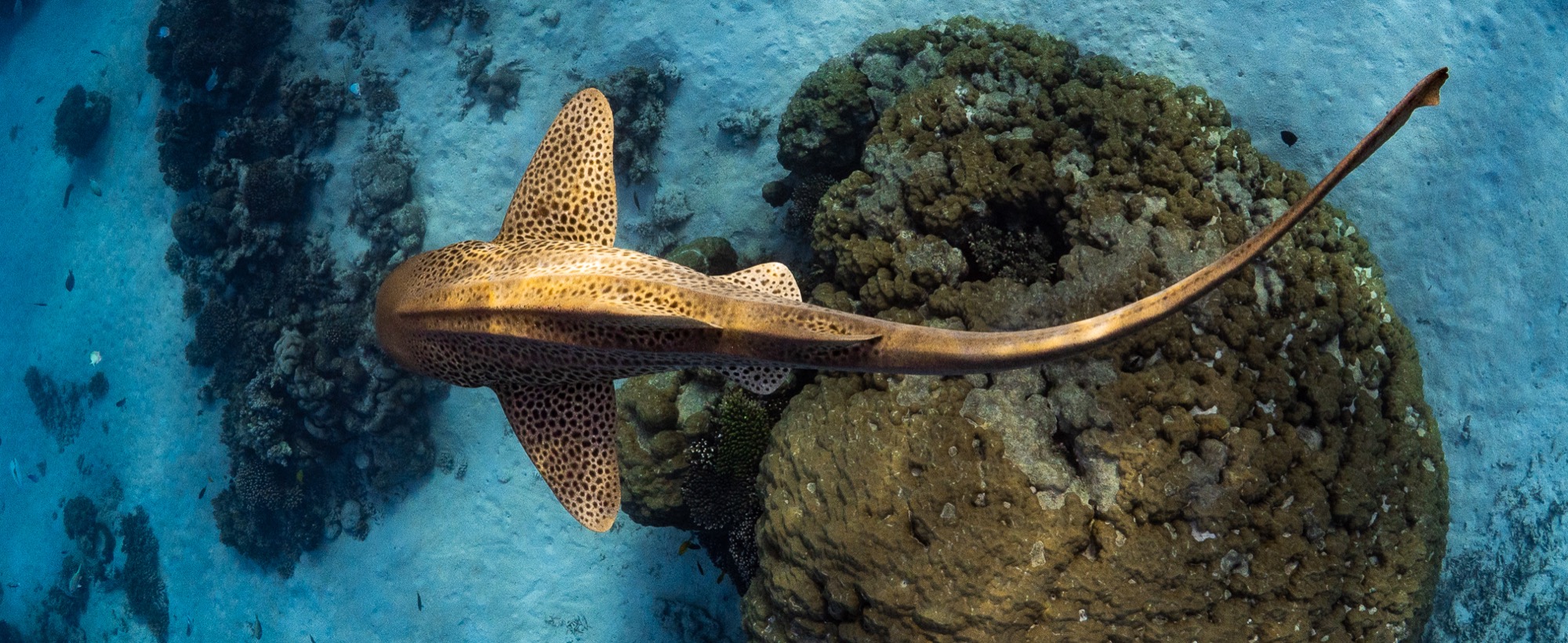 Leopardshark ningaloo