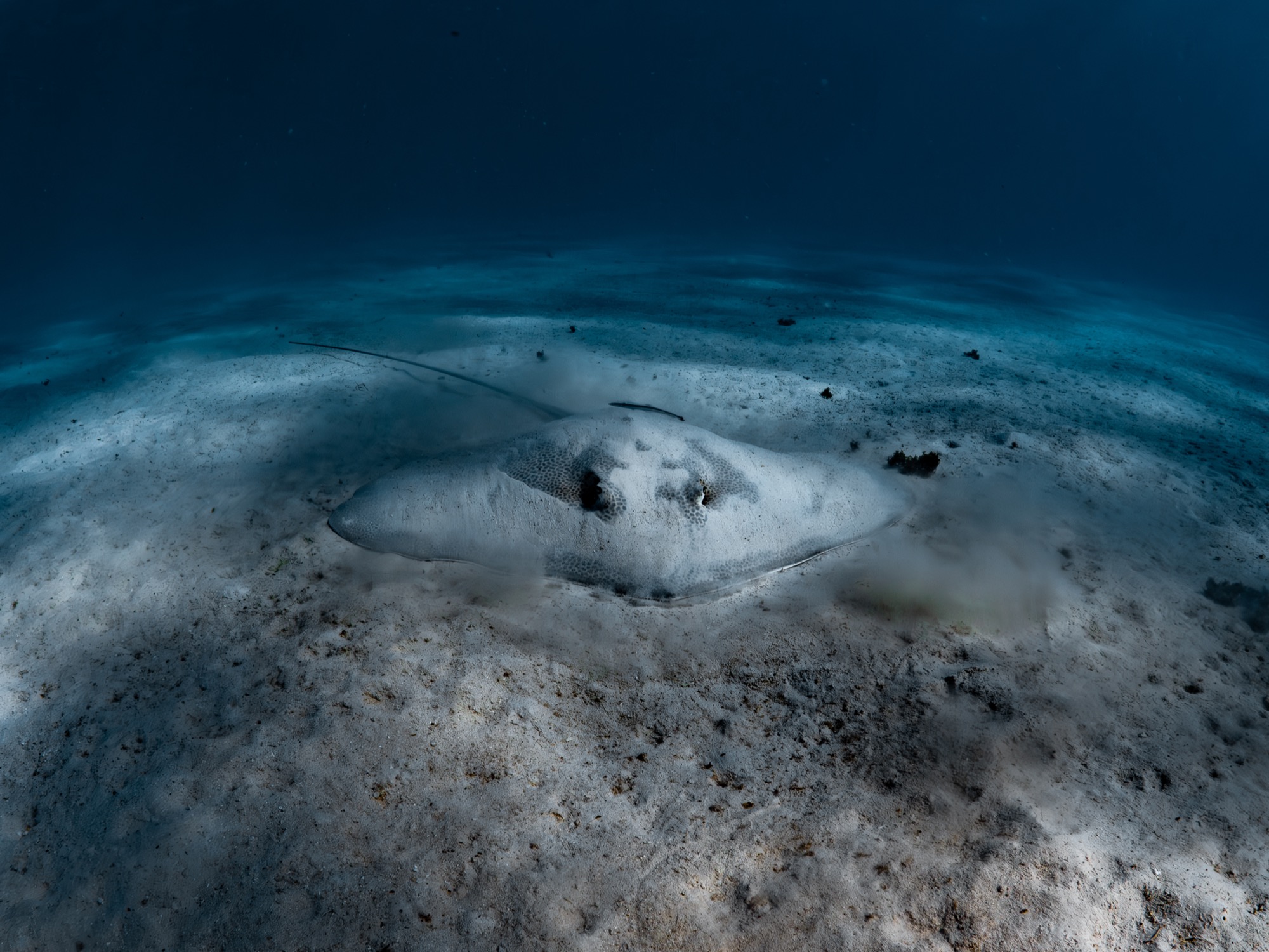Leopardwhip ningaloo