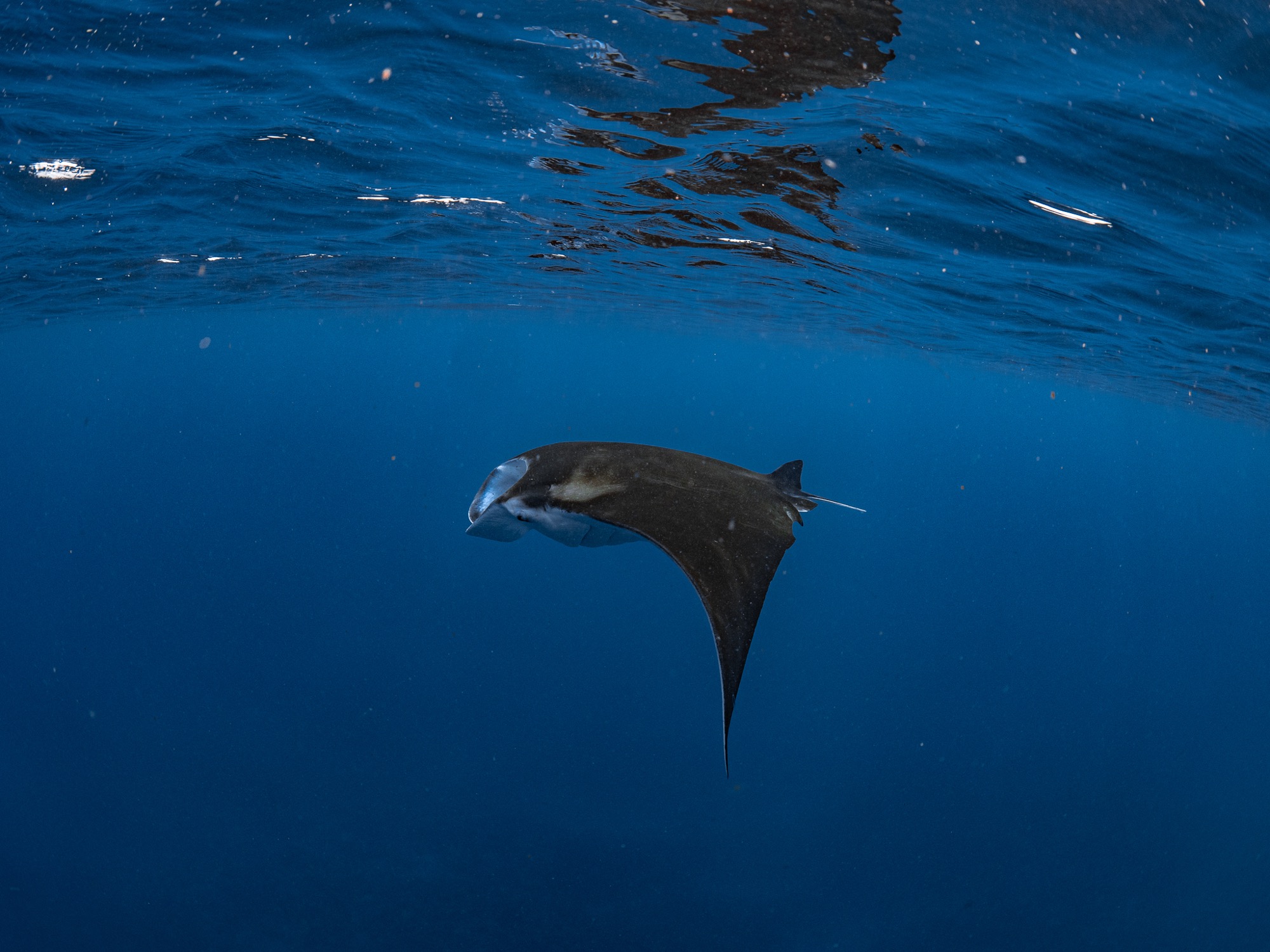 Manta ningaloo