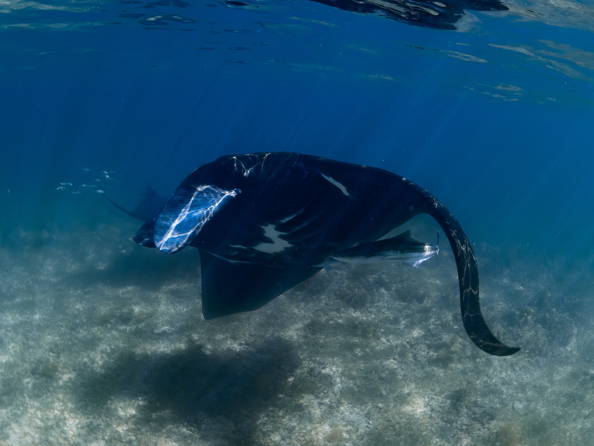 Manta ningaloo