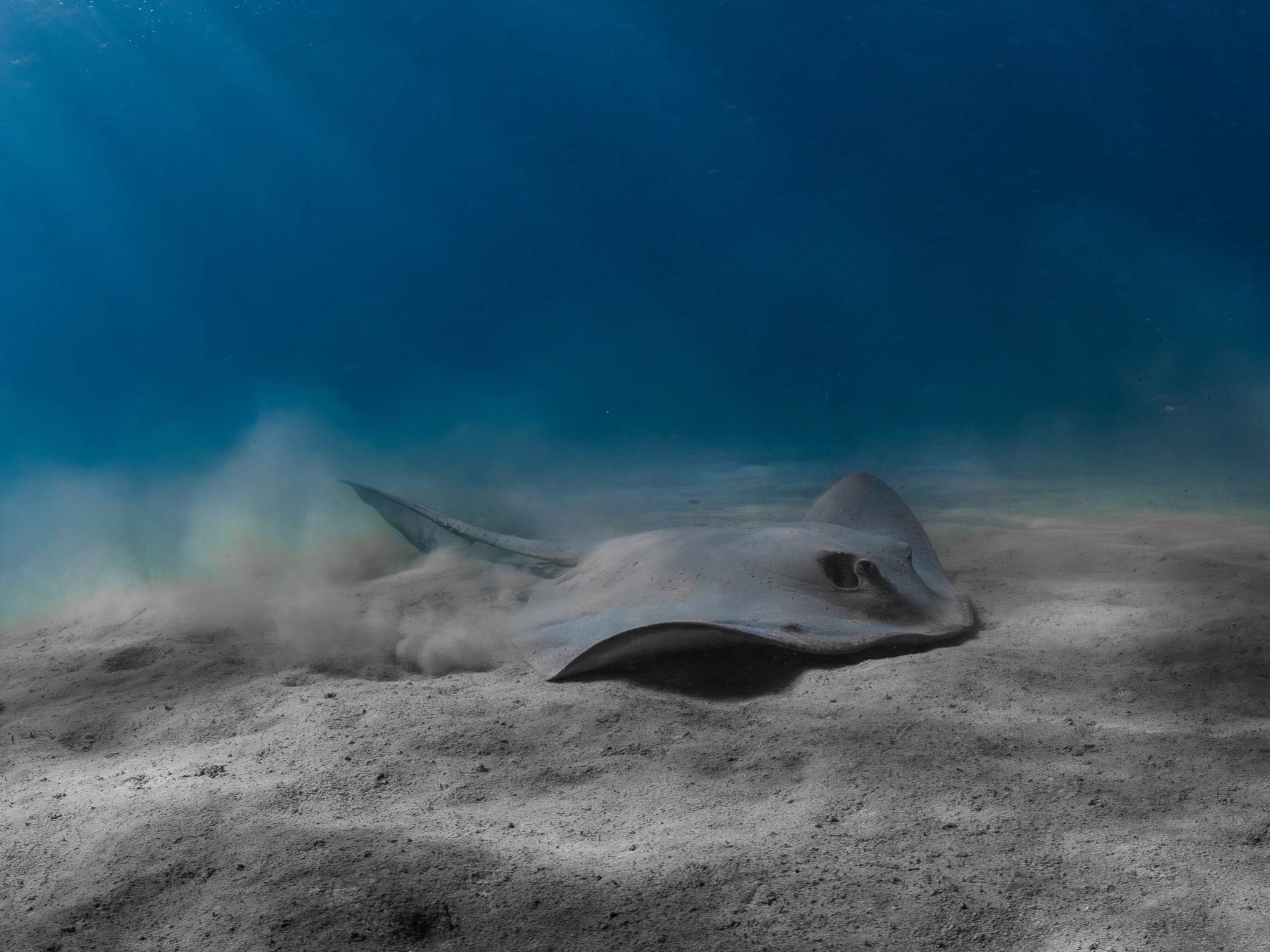 Stingray ningaloo