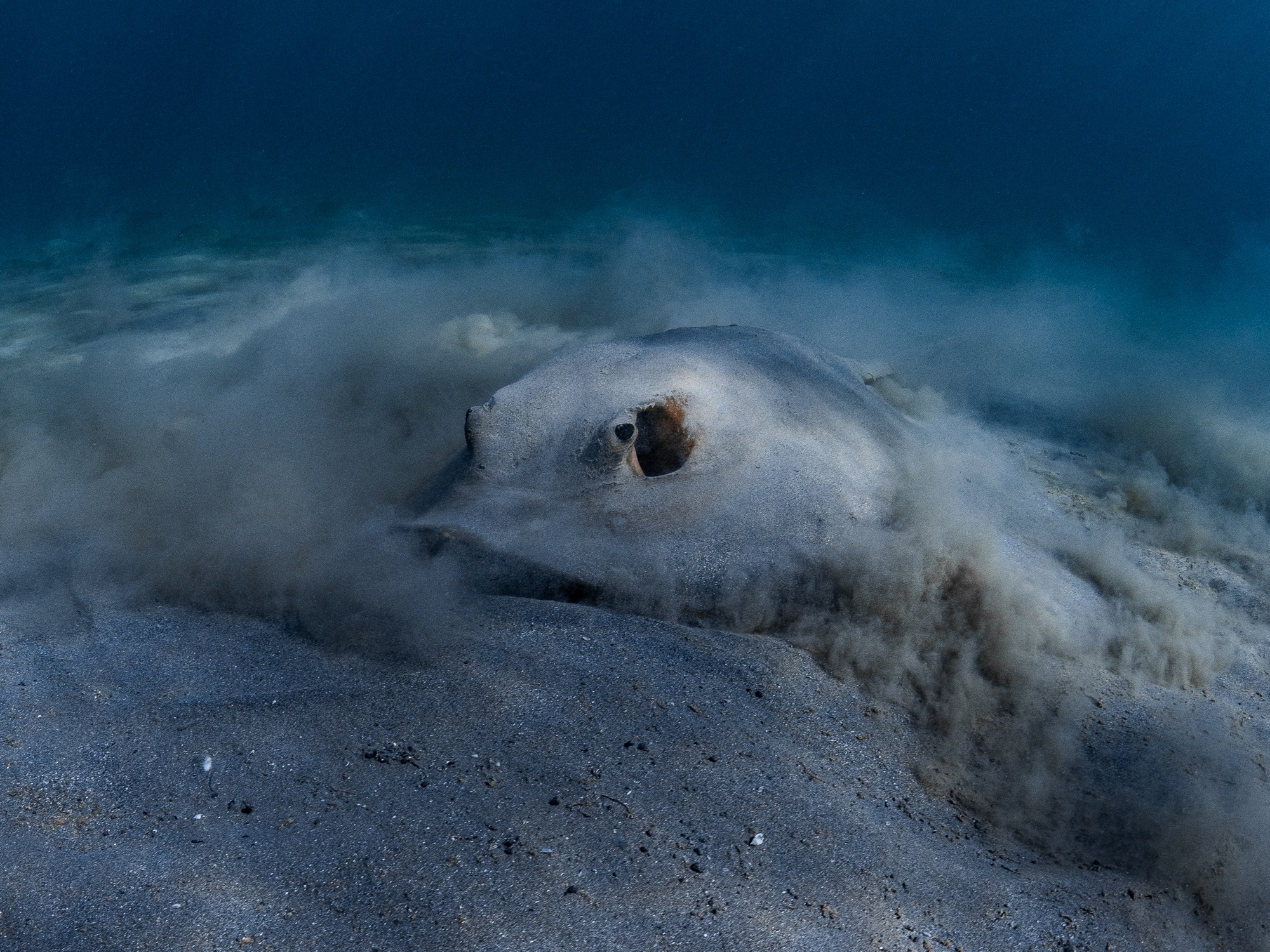 Stingray ningaloo