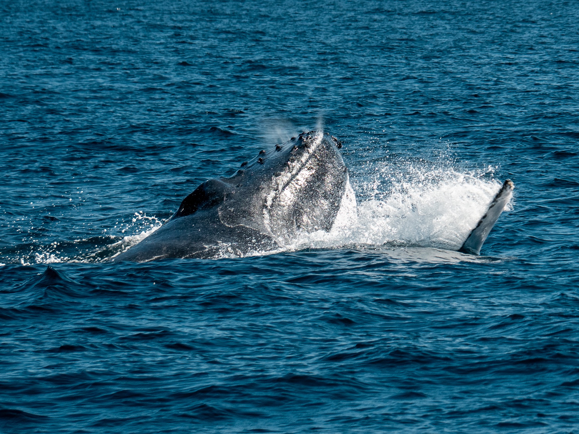 Whale ningaloo