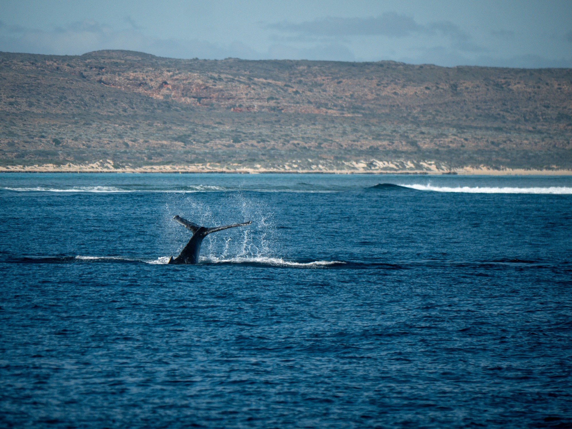 Whale ningaloo