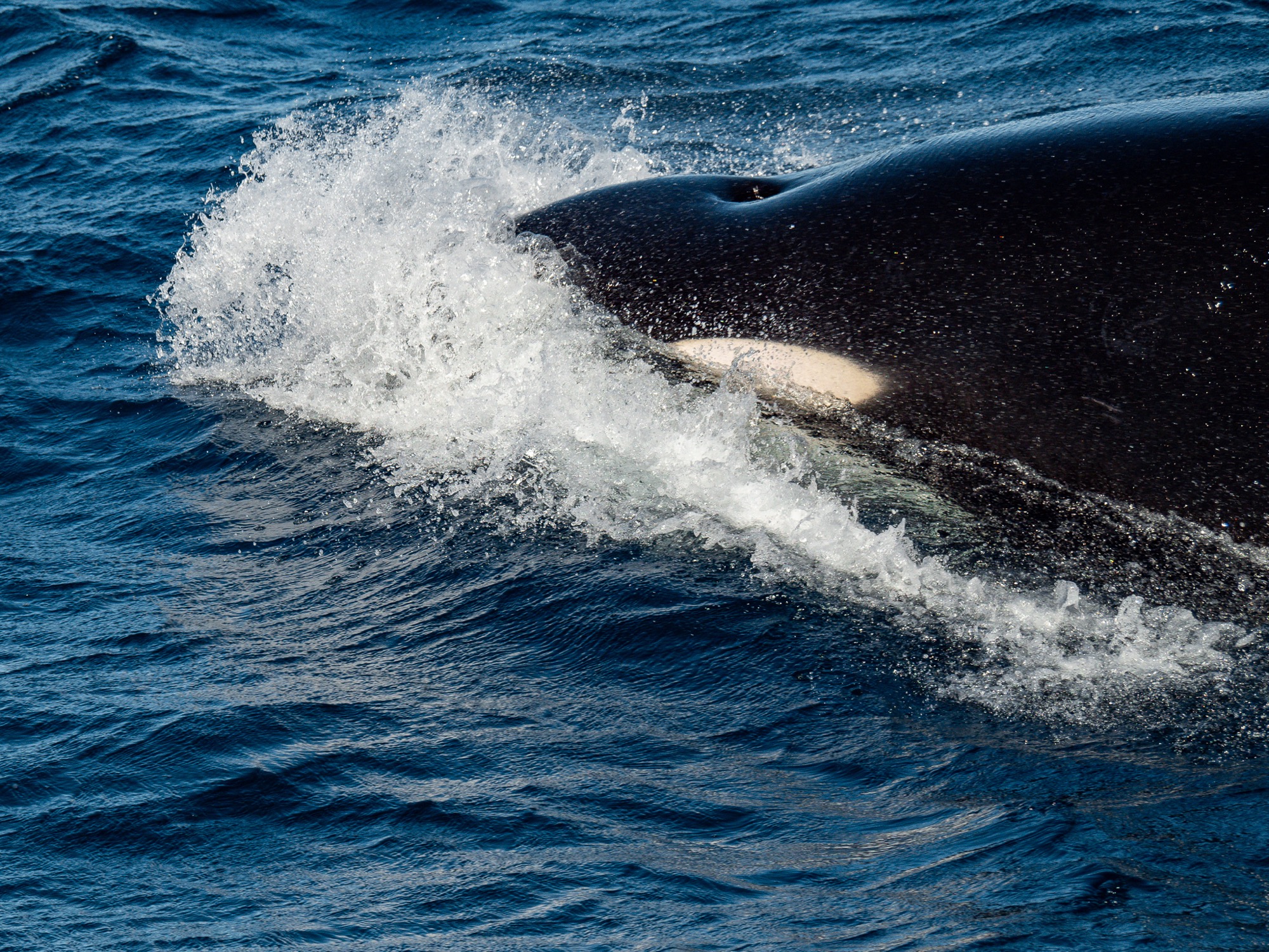 Whale ningaloo