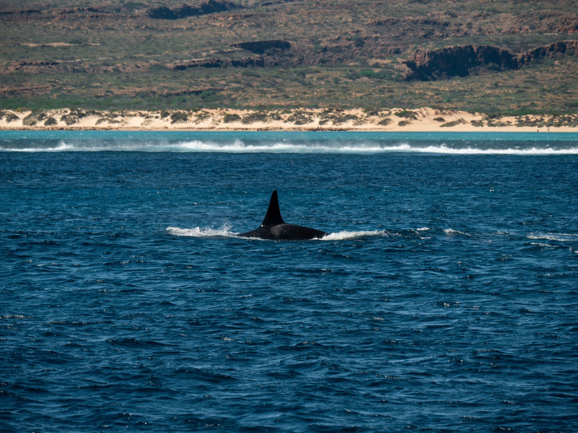Whale ningaloo