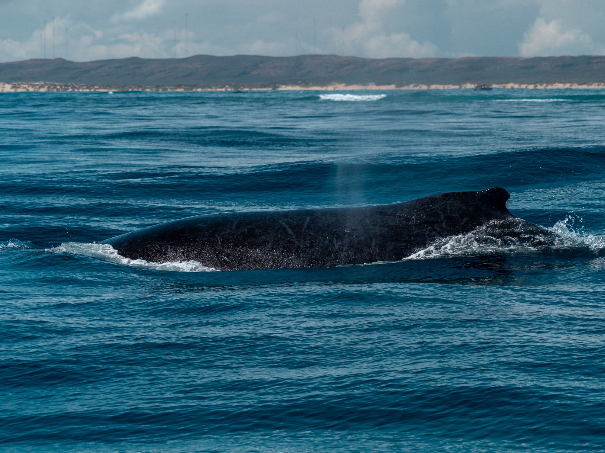 Whale ningaloo
