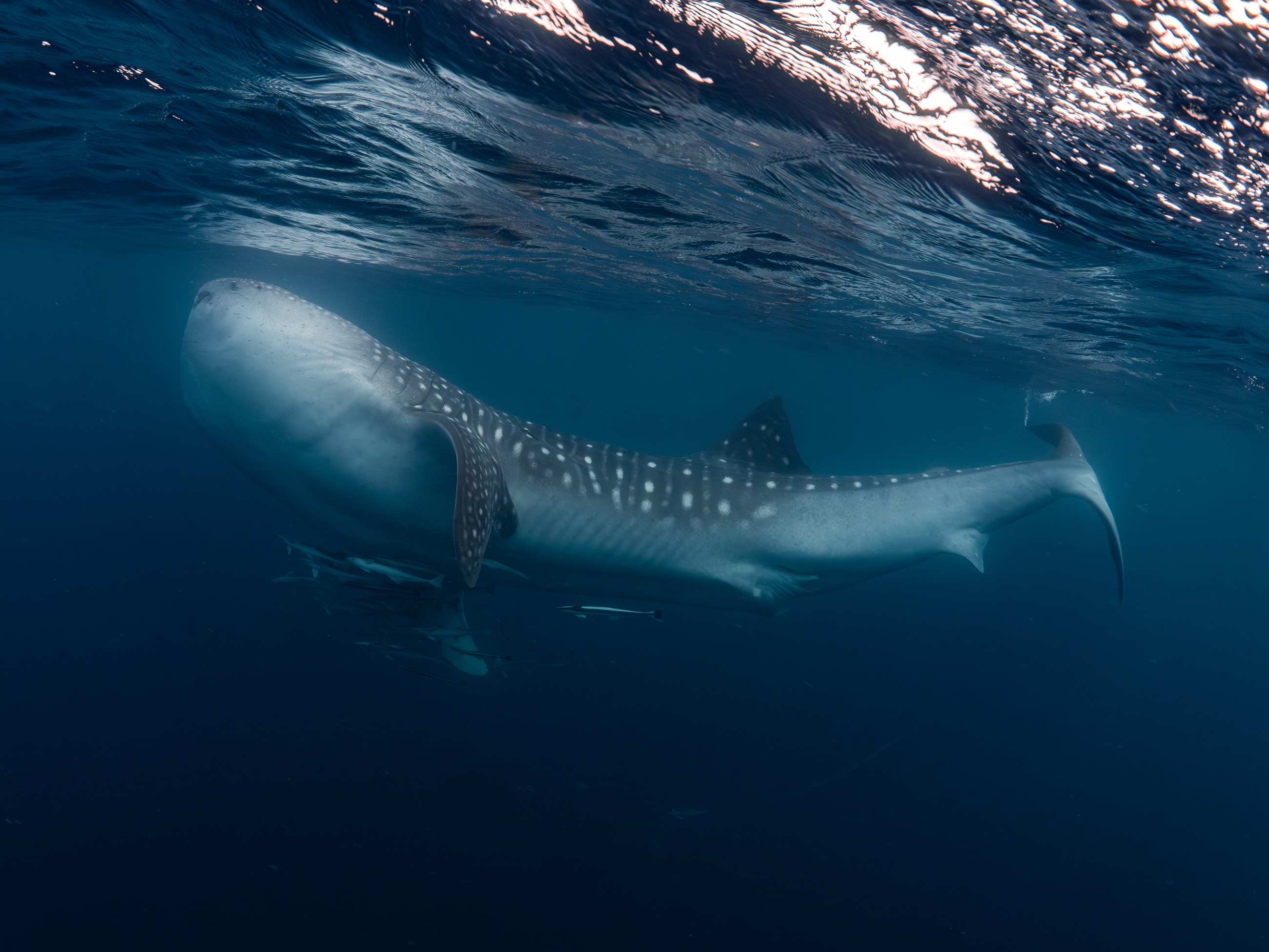 Whaleshark ningaloo